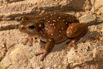 Centralian Tree Frog