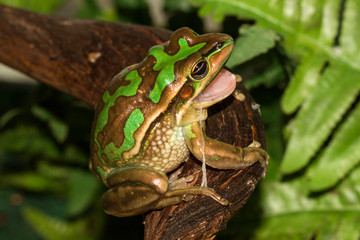 Green and Golden Bell Frog eating it's own skin