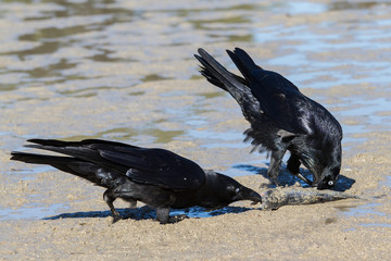 Australian Raven's feeding on dead fish