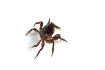 Little crab isolated on white background