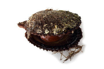 Opened scallop isolated on white