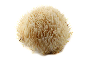 Hericium erinaceus mushroom (monkey head mushroom, bearded tooth fungus, bearded hedgehog mushroom, pom pom, lion's mane mushroom) © Alex Coan