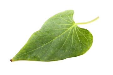 Obraz premium Sweet potato leaf