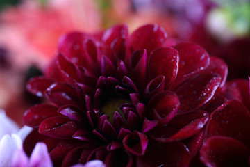 Dahlia flower and bokeh flowers background