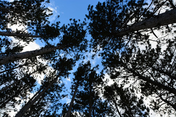 pine trees 