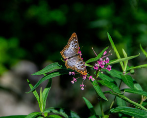 butterfly on flower