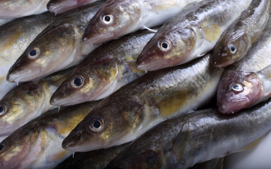 Saffron cod