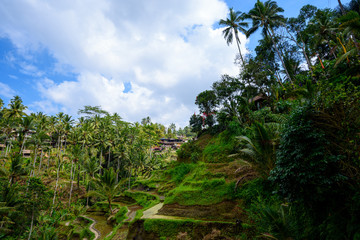 Fototapeta na wymiar Scenic green landscape of Tegallalang Rice Terrace in Ubud, Bali, Indonesia