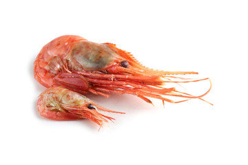 Big and little shrimps