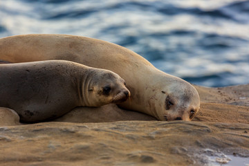 Fototapeta premium Pair of two cuddling sea lions (mother and baby child) on the beach by the water of La Jolla Cove, San Diego, California