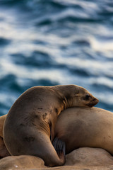 Fototapeta premium Pair of two cuddling sea lions (mother and baby child) on the beach by the water of La Jolla Cove, San Diego, California