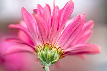 Closeup pink flower daisy