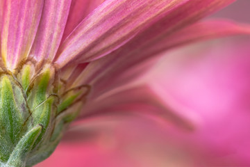 Closeup pink flower daisy