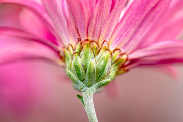 Closeup pink flower daisy