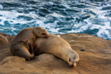Pair of two cuddling sea lions (mother and baby child) on the beach by the water of La Jolla Cove, San Diego, California
