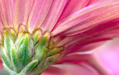 Closeup pink flower daisy