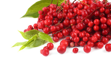 Schisandra Chinensis isolated on white