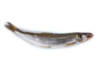 Smelt fish isolated on white. (Big Pacific smelt - Osmerus mordax)