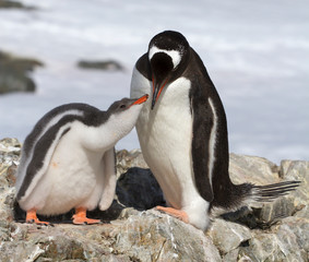 female Gentoo penguin feeding chick