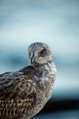 Portrait of brown seagull with a black beak by the water (blurred background)