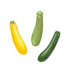 Zucchini - colored pencil style -