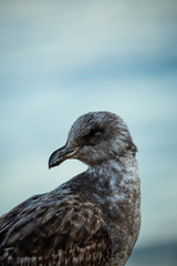 Portrait of brown seagull with a black beak by the water (blurred background)