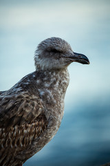 Fototapeta premium Portrait of brown seagull with a black beak by the water (blurred background)