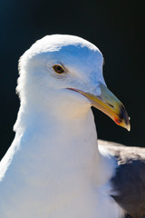 Portrait of white seagull with a black beak by the water (blurred background)