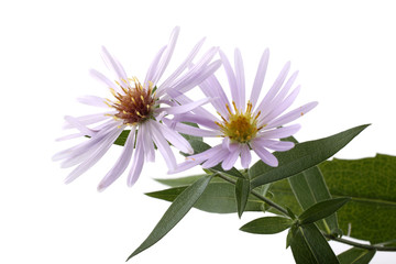 Growing asters isolated on white