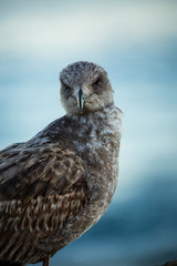 Portrait of brown seagull with a black beak by the water (blurred background)