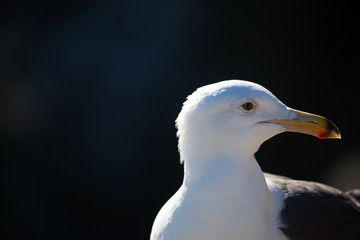 Portrait of white seagull with a black beak by the water (blurred background)