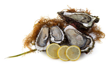 Opened oysters, lemon and alga