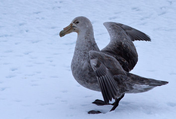 southern giant petrel standing on the ice of Antarctica