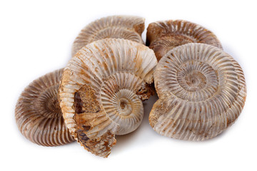 Ammonites isolated on white