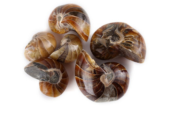 Ancient nautilus fossils