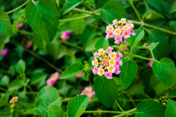 flower in the garden