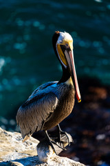 Portrait of large colorful pelican bird sitting on the rocky cliffs of La Jolla Cove, San Diego, California