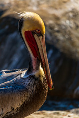 Portrait of large colorful pelican bird sitting on the rocky cliffs of La Jolla Cove, San Diego, California