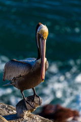 Portrait of large colorful pelican bird sitting on the rocky cliffs of La Jolla Cove, San Diego, California
