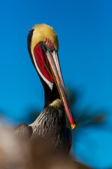 Portrait of large colorful pelican bird sitting on the rocky cliffs of La Jolla Cove, San Diego, California