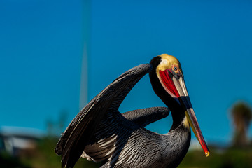Portrait of large colorful pelican bird sitting on the rocky cliffs of La Jolla Cove, San Diego, California