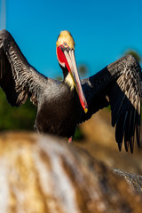 Portrait of large colorful pelican bird sitting on the rocky cliffs of La Jolla Cove, San Diego, California