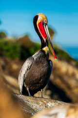 Portrait of large colorful pelican bird sitting on the rocky cliffs of La Jolla Cove, San Diego, California