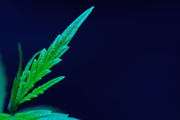 Young cannabis or hemp leaves