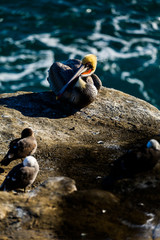 Portrait of large colorful pelican bird sitting on the rocky cliffs of La Jolla Cove, San Diego, California