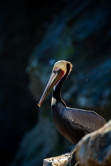 Portrait of large colorful pelican bird sitting on the rocky cliffs of La Jolla Cove, San Diego, California