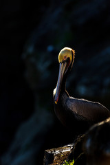 Portrait of large colorful pelican bird sitting on the rocky cliffs of La Jolla Cove, San Diego, California