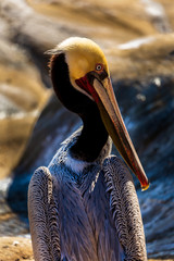 Portrait of large colorful pelican bird sitting on the rocky cliffs of La Jolla Cove, San Diego, California