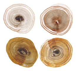 .Felling of a tree on white background painted in watercolor. .Hand-drawn stock illustration