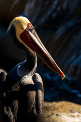 Portrait of large colorful pelican bird sitting on the rocky cliffs of La Jolla Cove, San Diego, California